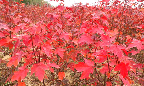 秋冬交替時如何養(yǎng)護美國紅楓