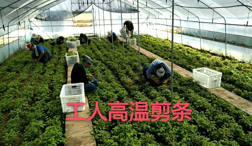 夏日來臨，當(dāng)你吹空調(diào)喊熱的時(shí)候，讓我?guī)阋黄鹱哌M(jìn)東楓園林體驗(yàn)一下東楓人高溫下工作不一樣的夏日風(fēng)采