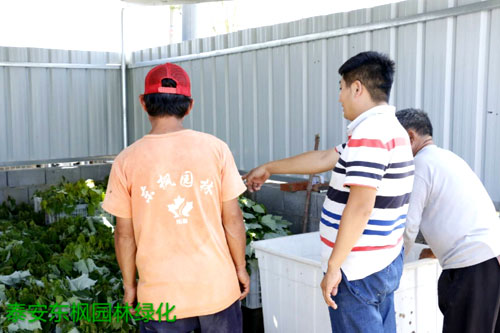 夏日來臨，當(dāng)你吹空調(diào)喊熱的時(shí)候，讓我?guī)阋黄鹱哌M(jìn)東楓園林體驗(yàn)一下東楓人高溫下工作不一樣的夏日風(fēng)采