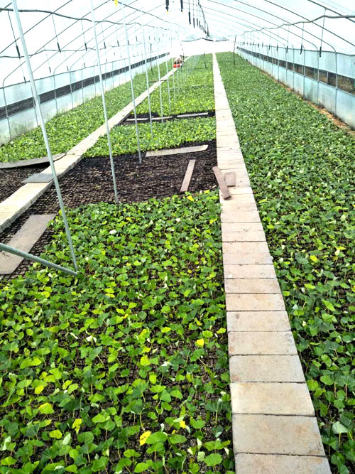 夏日來臨，當(dāng)你吹空調(diào)喊熱的時(shí)候，讓我?guī)阋黄鹱哌M(jìn)東楓園林體驗(yàn)一下東楓人高溫下工作不一樣的夏日風(fēng)采