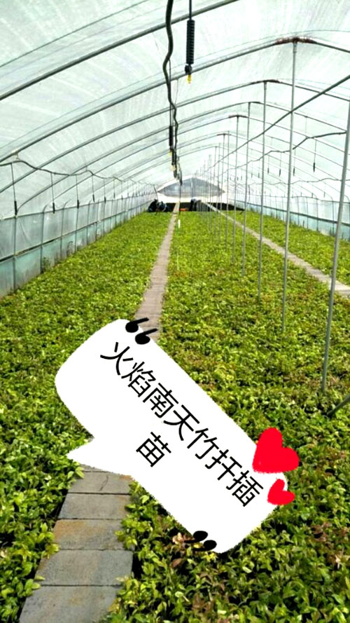 夏日來臨，當(dāng)你吹空調(diào)喊熱的時(shí)候，讓我?guī)阋黄鹱哌M(jìn)東楓園林體驗(yàn)一下東楓人高溫下工作不一樣的夏日風(fēng)采