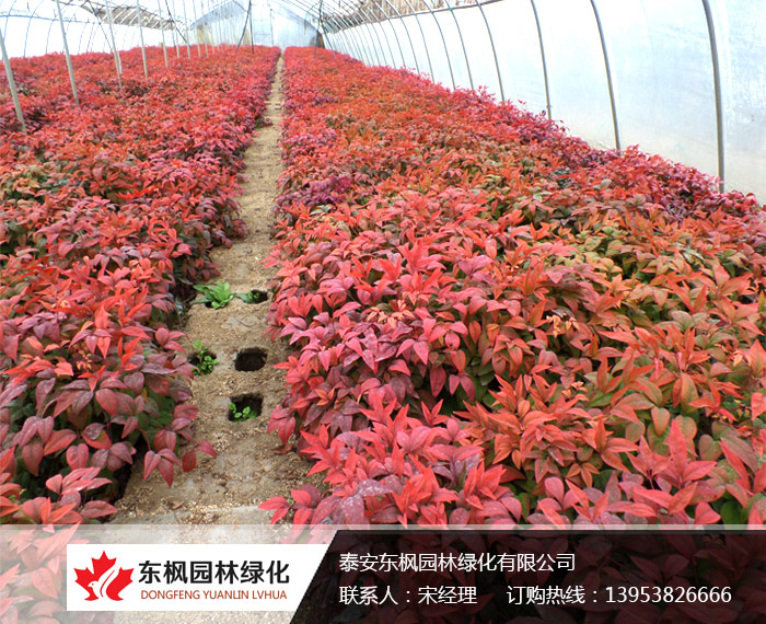 養(yǎng)護(hù)火焰南天竹注意事項(xiàng)