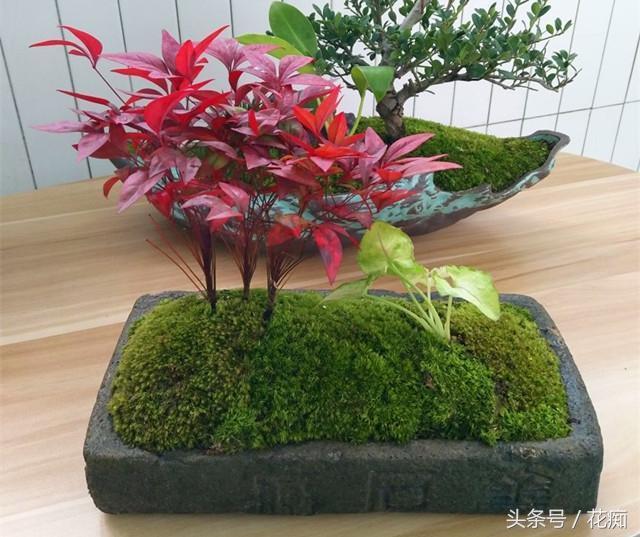 火焰南天竹入市以來熱度不減，未來幾年市場好！