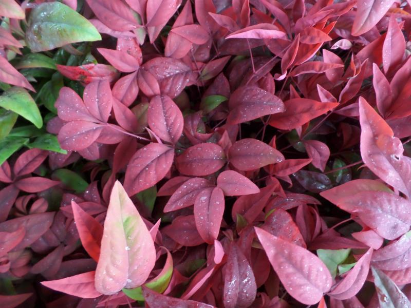 火焰南天竹入市以來熱度不減，未來幾年市場好！