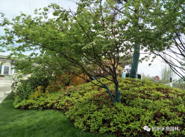 火焰南天竹入市以來熱度不減，未來幾年市場好！