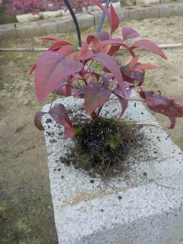 火焰南天竹入市以來熱度不減，未來幾年市場好！