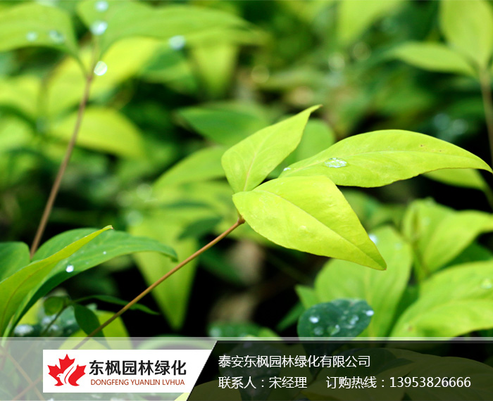 火焰南天竹栽種、澆水、施肥等及擺放環(huán)境