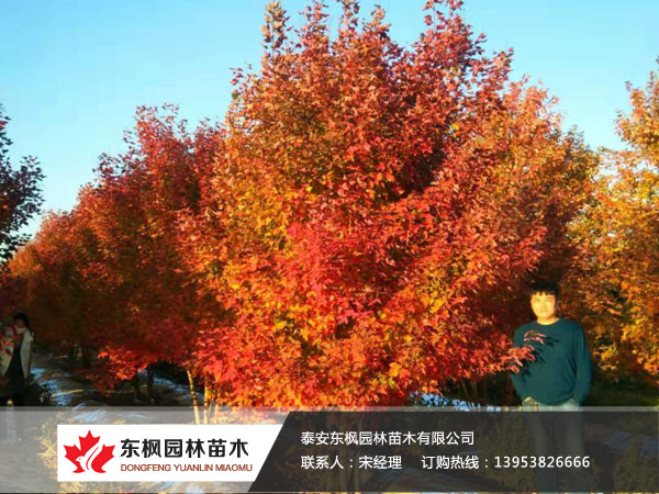 叢生紅點(diǎn)紅楓