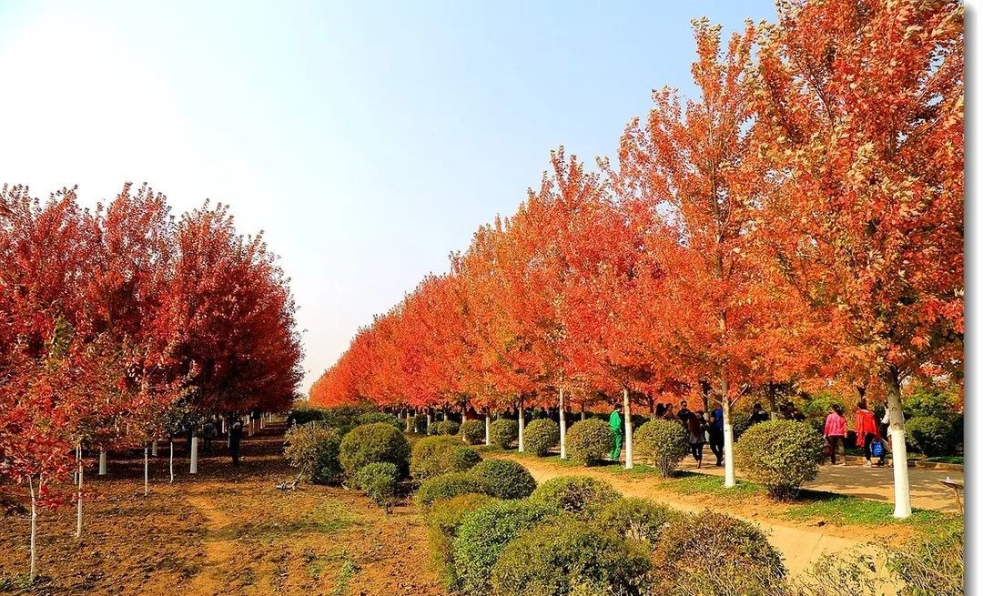 它，秋之?huà)勺印绹?guó)紅點(diǎn)紅楓