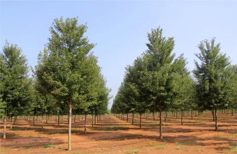 它，秋之?huà)勺印绹?guó)紅點(diǎn)紅楓