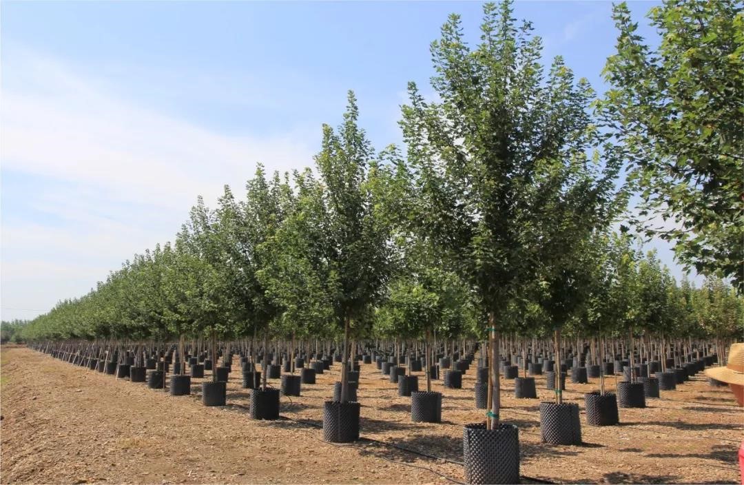 它，秋之?huà)勺印绹?guó)紅點(diǎn)紅楓