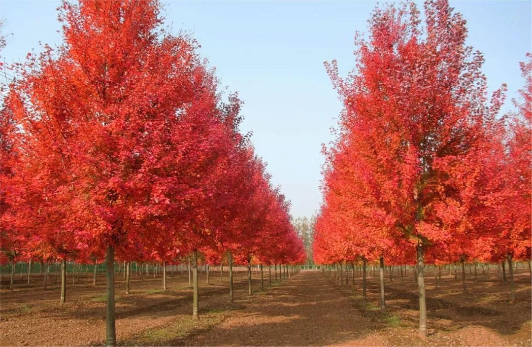 它，秋之?huà)勺印绹?guó)紅點(diǎn)紅楓