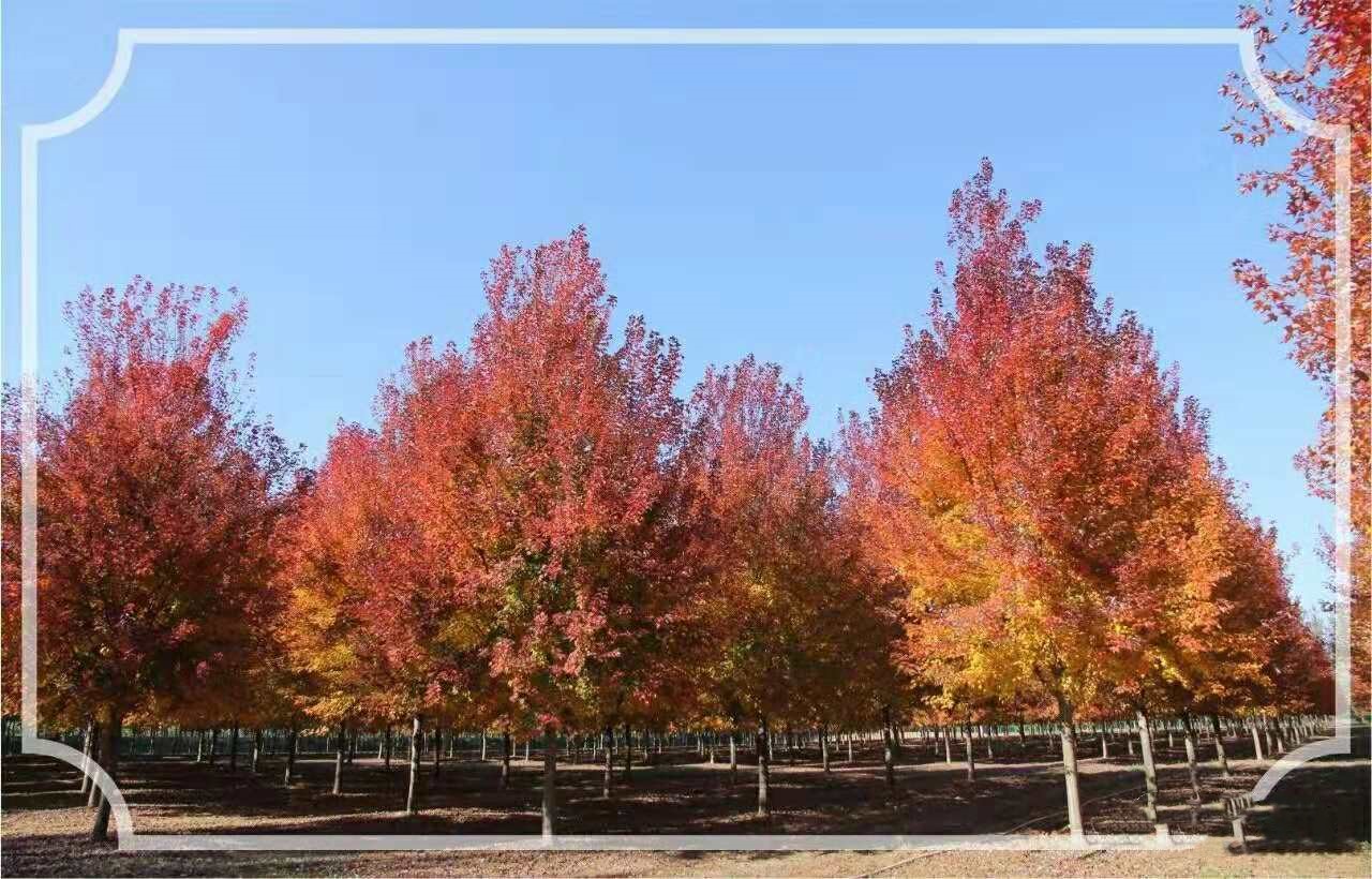 它，秋之?huà)勺印绹?guó)紅點(diǎn)紅楓