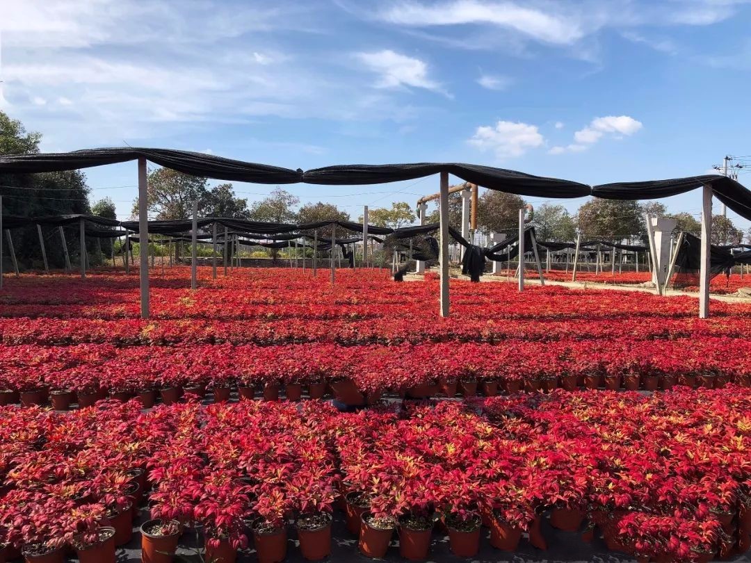 凌霜傲雪，夏透碧翠；近凝眸，紅光瀲艷，精神抖擻------火焰南天竹