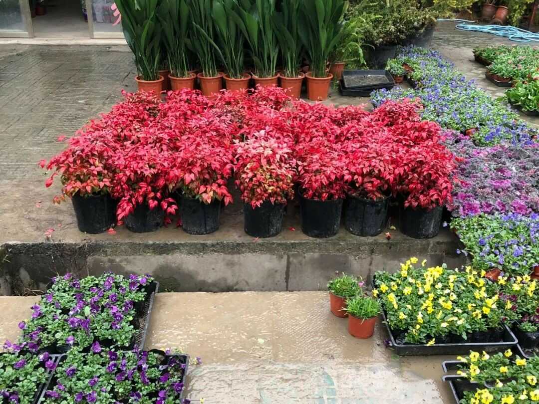 火焰南天竹|火焰衛(wèi)矛|美國紅點紅楓|叢生紅點紅楓的特性------泰安東楓園林