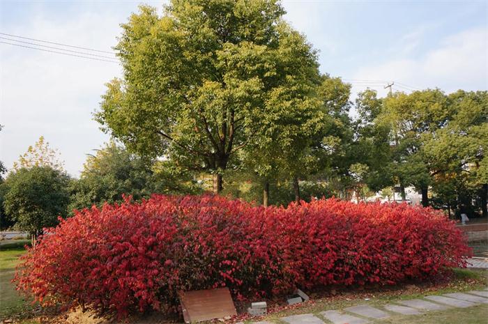 紫薇花瓶|火焰南天竹|叢生紅點紅楓|火焰衛(wèi)矛的生長習(xí)性-泰安東楓園林苗木有限公司