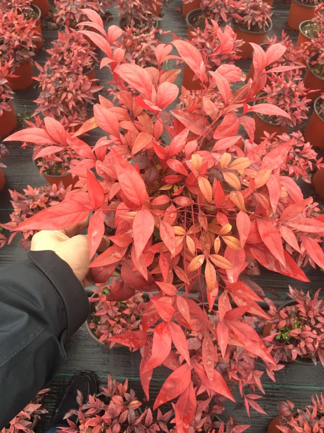 火焰南天竹日常養(yǎng)護(hù)注意事項(xiàng)