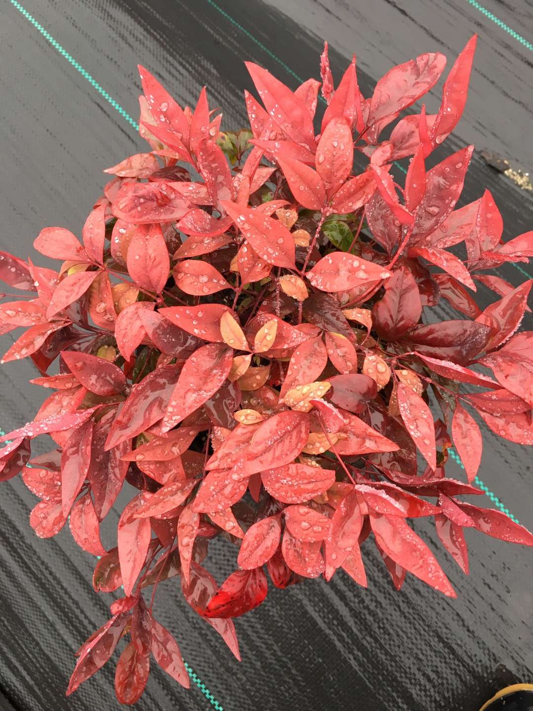 火焰南天竹日常養(yǎng)護(hù)注意事項(xiàng)