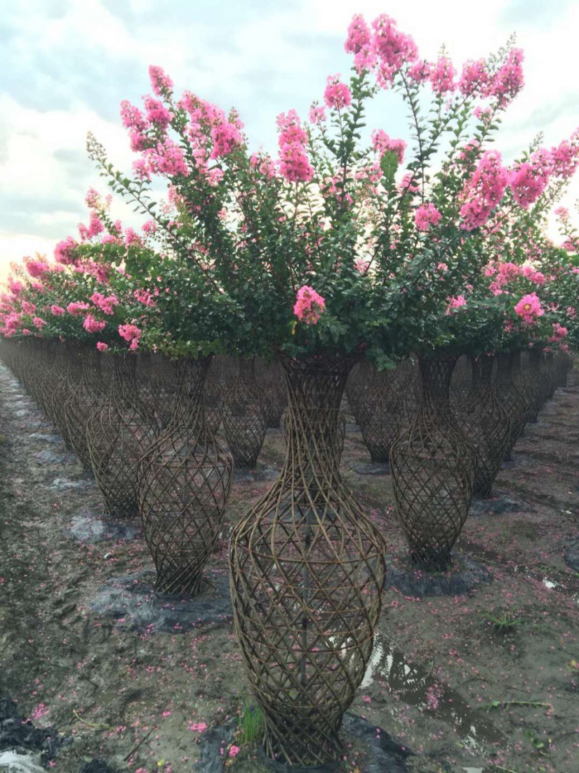 揭秘泰安東楓園林苗木有限公司紫薇花瓶銷(xiāo)售火爆的原因