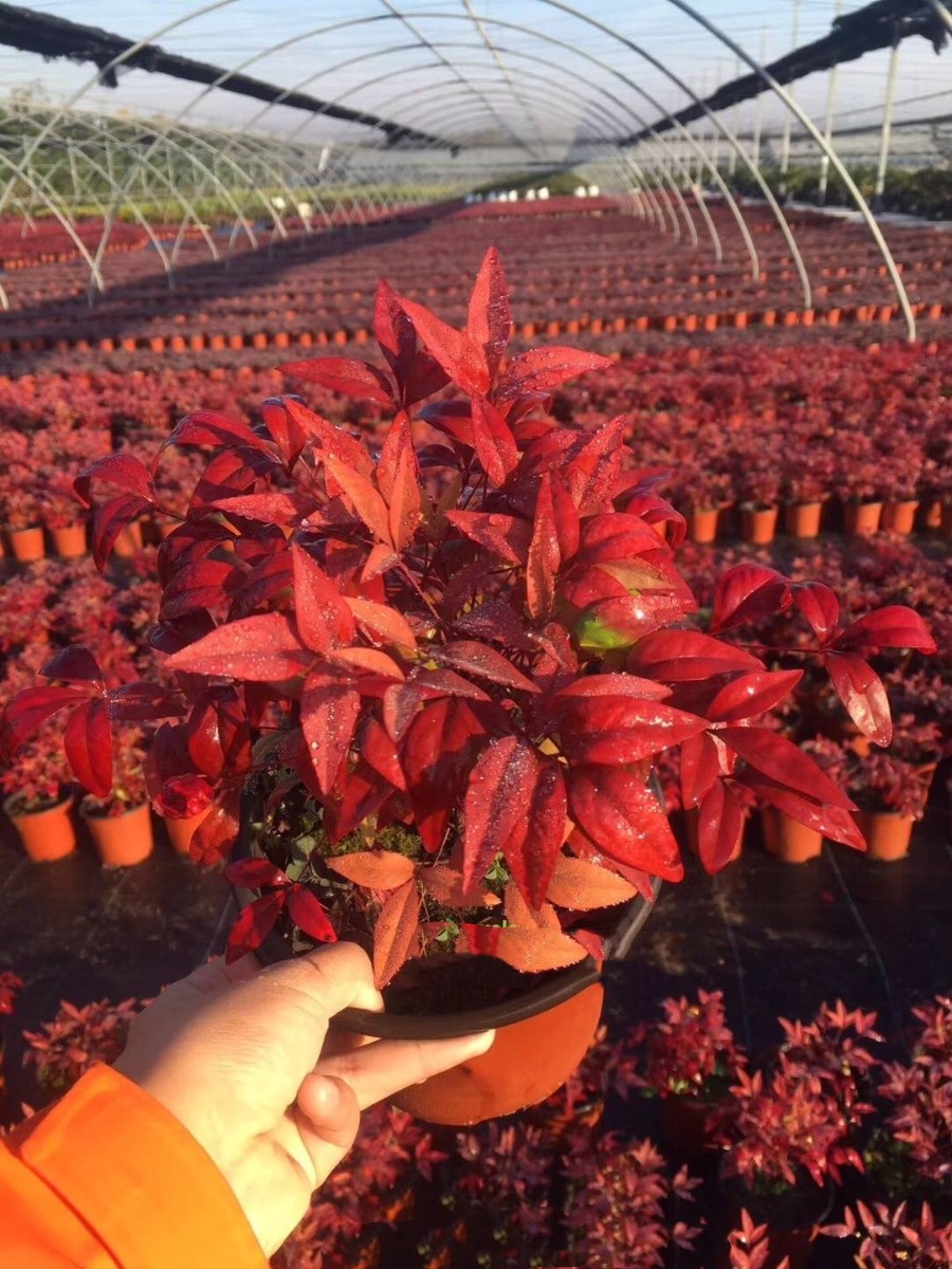 種苗兩年，投資2000萬，干出兩個(gè)“大”，這個(gè)山東兄弟有點(diǎn)“狠”