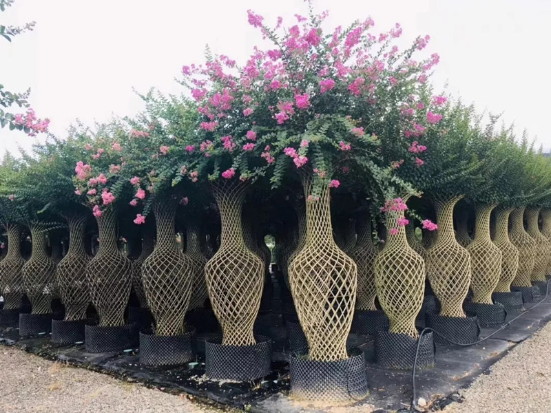 種苗兩年，投資2000萬，干出兩個(gè)“大”，這個(gè)山東兄弟有點(diǎn)“狠”