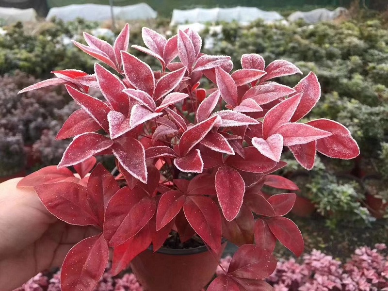 紅葉南天竹|火焰南天竹具備哪些觀特性？