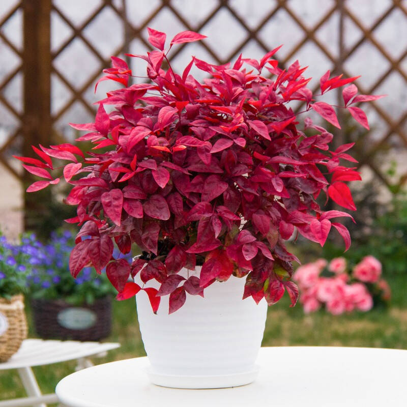 火焰南天竹——在冰冷的冬天，送你暖的色彩！