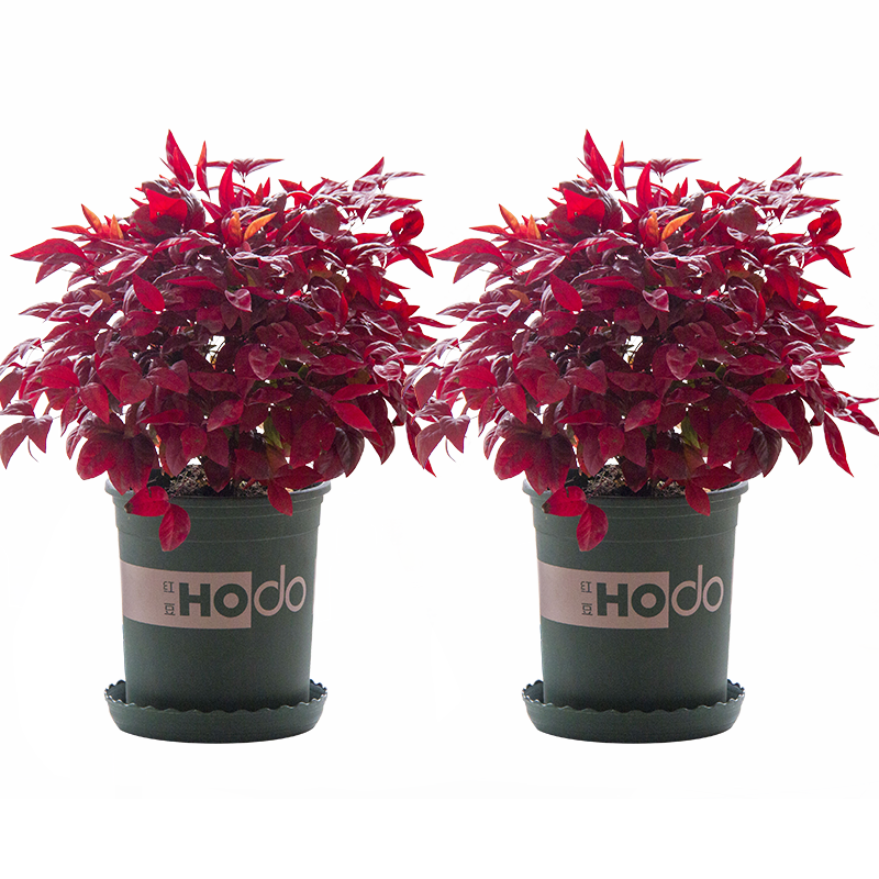 火焰南天竹——在冰冷的冬天，送你暖的色彩！