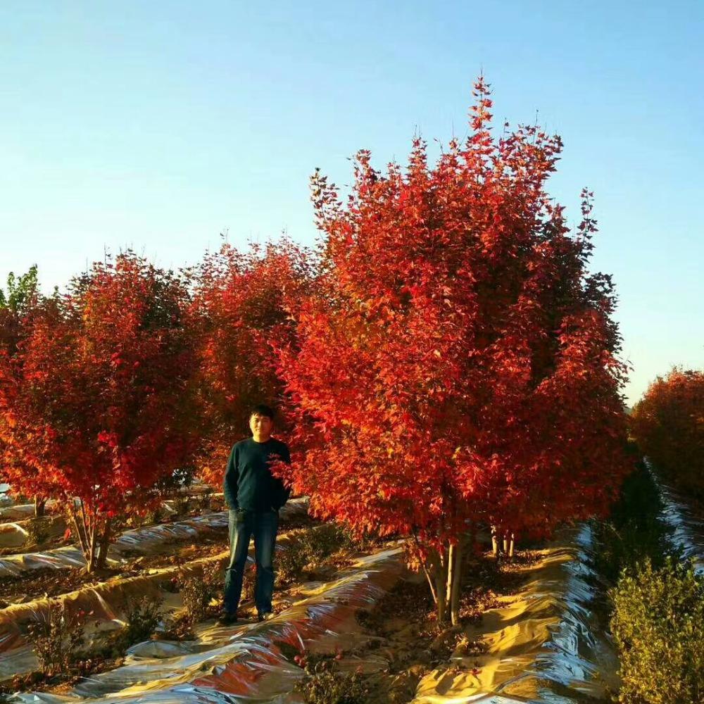 美國(guó)紅楓，在砥礪前行中預(yù)見未來