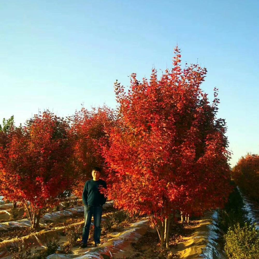 美國(guó)紅楓，在砥礪前行中預(yù)見未來